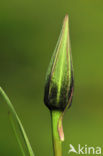 Gele morgenster (Tragopogon pratensis ssp. pratensis)