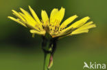 Gele morgenster (Tragopogon pratensis ssp. pratensis)