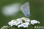 Polyommatus daphnis