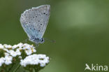 Polyommatus daphnis
