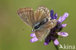 Getand blauwtje (Polyommatus daphnis)