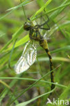 Gevlekte glanslibel (Somatochlora flavomaculata) 