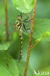 Gevlekte glanslibel (Somatochlora flavomaculata) 