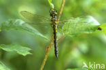 Gevlekte glanslibel (Somatochlora flavomaculata) 