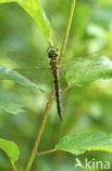 Gevlekte glanslibel (Somatochlora flavomaculata) 