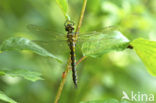 Gevlekte glanslibel (Somatochlora flavomaculata) 