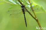 Gevlekte glanslibel (Somatochlora flavomaculata) 