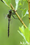 Gevlekte glanslibel (Somatochlora flavomaculata) 