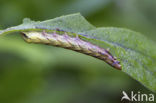 Gevorkte silene-uil (Hadena rivularis)