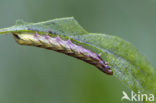 Gevorkte silene-uil (Hadena rivularis)