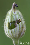 The Campion (Hadena rivularis)