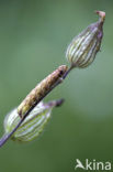 The Campion (Hadena rivularis)