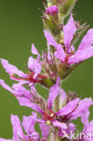 Purple Loosestrife (Lythrum salicaria)