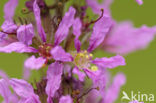 Purple Loosestrife (Lythrum salicaria)
