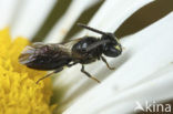 Gewone maskerbij (Hylaeus communis)