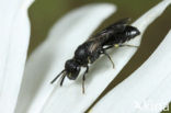 Gewone maskerbij (Hylaeus communis)