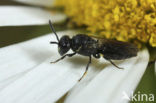 Gewone maskerbij (Hylaeus communis)