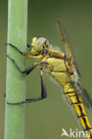 Gewone oeverlibel (Orthetrum cancellatum)