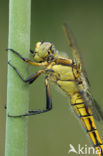 Black-tailed Skimmer (Orthetrum cancellatum)