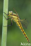 Black-tailed Skimmer (Orthetrum cancellatum)