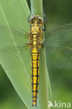 Black-tailed Skimmer (Orthetrum cancellatum)