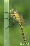 Black-tailed Skimmer (Orthetrum cancellatum)