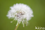 Common Dandelion (Taraxacum officinale)