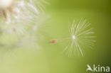 Common Dandelion (Taraxacum officinale)