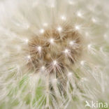 Common Dandelion (Taraxacum officinale)