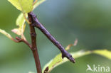 Gewone Spikkelspanner (Ectropis crepuscularia)