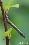 Gewone Spikkelspanner (Ectropis crepuscularia)