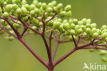 Gewone vlier (Sambucus nigra)