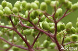 Elder (Sambucus nigra)