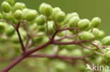 Gewone vlier (Sambucus nigra)