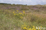 Gewoon biggenkruid (Hypochaeris radicata)