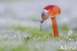 Vermilion Waxcap (Hygrocybe miniata)