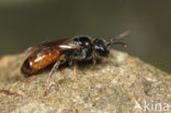 Glanzende dwergbloedbij (Sphecodes geoffrellus)