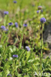 Globe daisy (Globularia meridionalis)