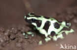 green and black poison frog (Dendrobates auratus)