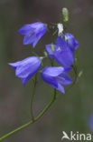 Grasklokje (Campanula rotundifolia)