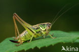 Roesel’s Bush-cricket (Metrioptera roeselii)