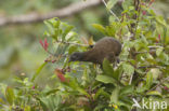 Grey-headed Chachalaca (Ortalis cinereiceps)