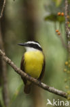 Great Kiskadee (Pitangus sulphuratus)