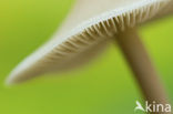 Grijze mycena (Mycena cinerella)