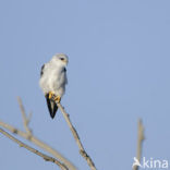 Grijze Wouw (Elanus caeruleus)