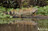 green iguana (Iguana iguana)