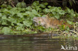 Groene leguaan (Iguana iguana)