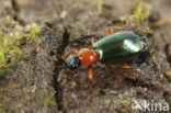 Groene Pronkloopkever (Lebia chlorocephala)