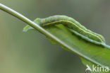 Groente-uil (Lacanobia oleracea)