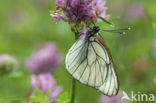 Groot geaderd witje (Aporia crataegi) 